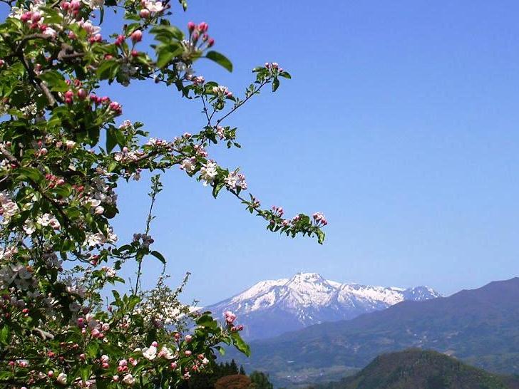 りんごの花と妙高山
