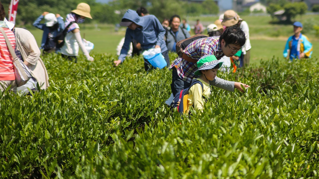 *周辺／茶摘み体験北限の茶処・村上例年5月の期間限定で茶済みイベントも実施しています