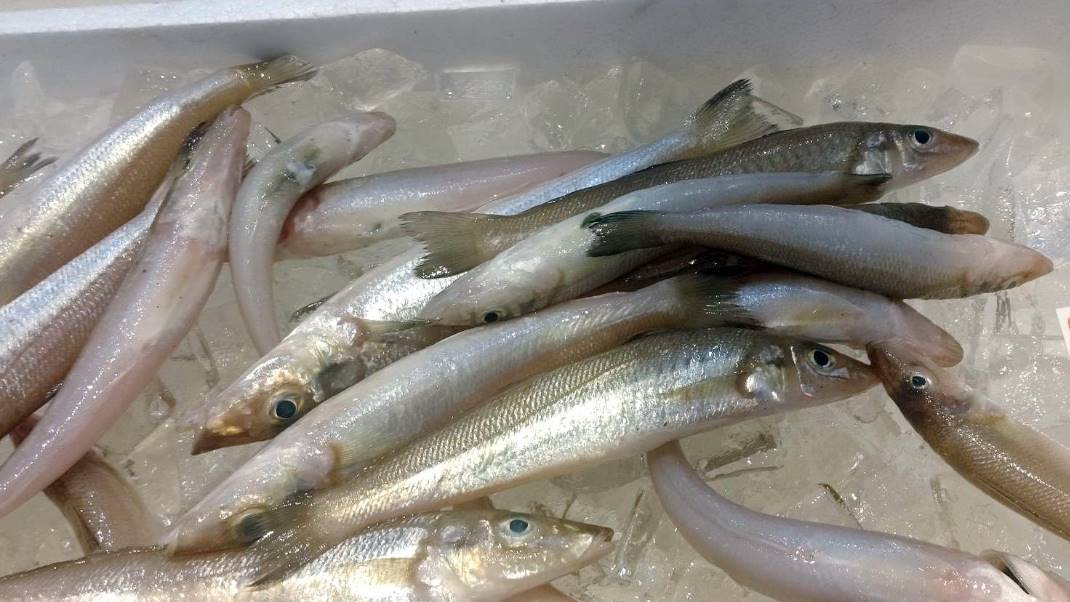 *周辺／岩船港鮮魚センター個人のお客様も買い物・お食事が楽しめます