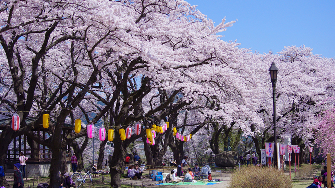 *【周辺】桂城公園／大館市を代表する桜の名所。当館より車で15分。
