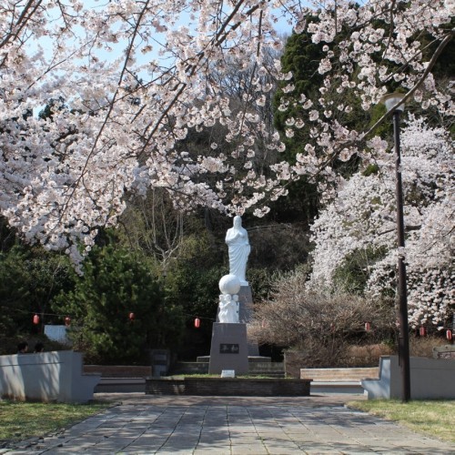 釜石桜