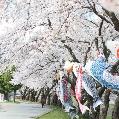 桜木町小川川沿い