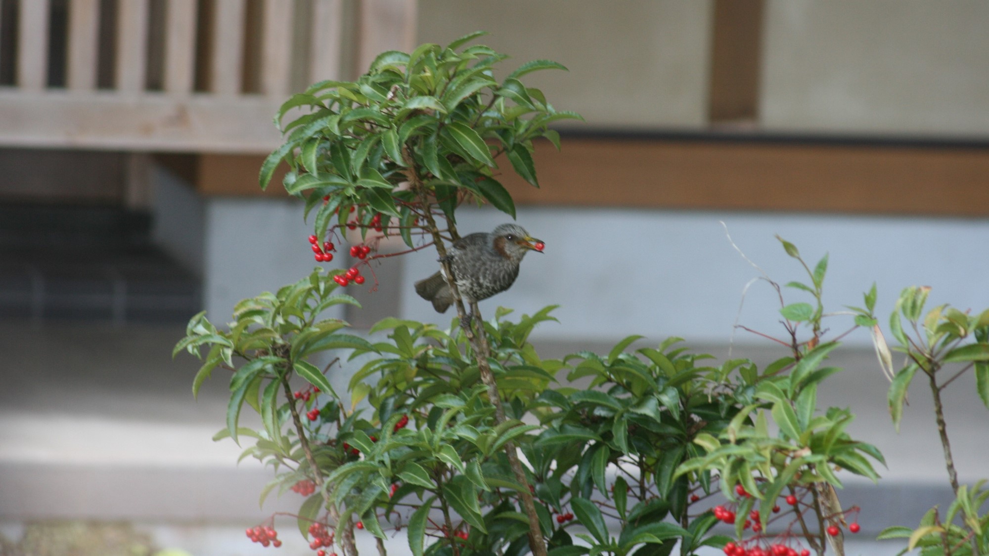 野鳥をご覧いただけます