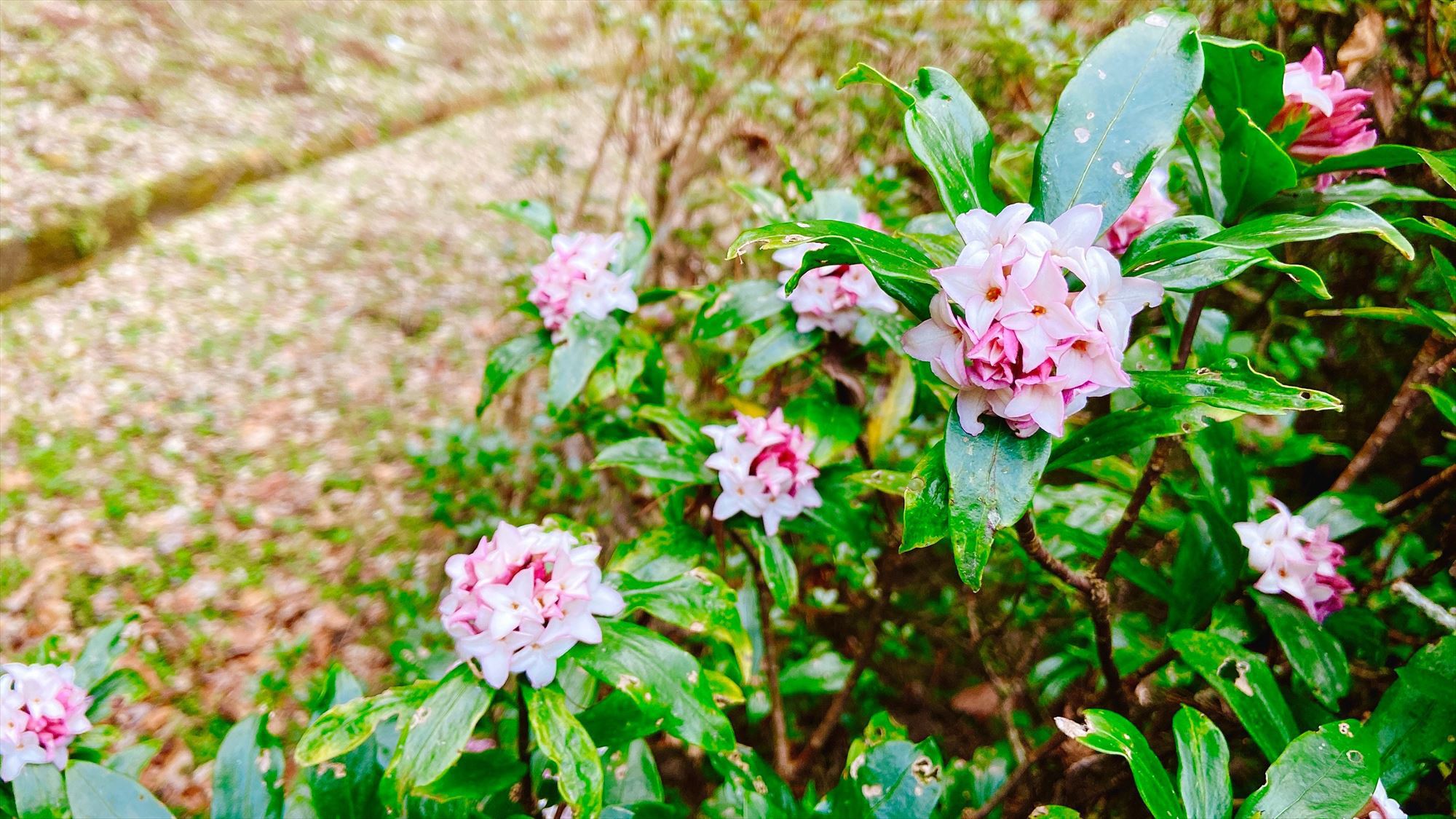 【自然】たくさんの野の花が咲いている庭