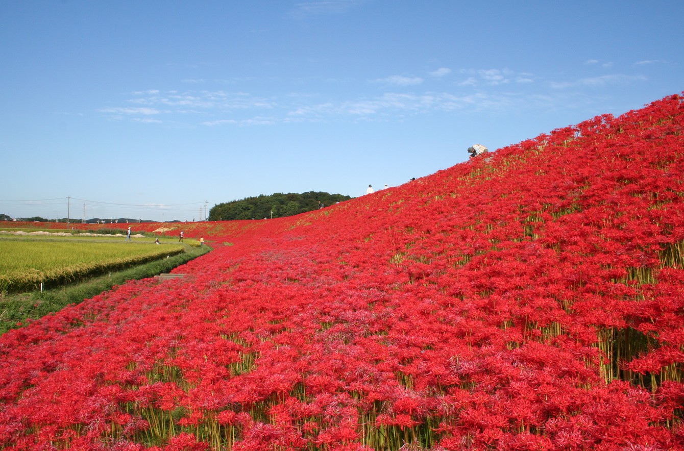 矢勝川の彼岸花