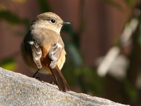 町営 光源の里温泉 ヘルシー美里のnull
