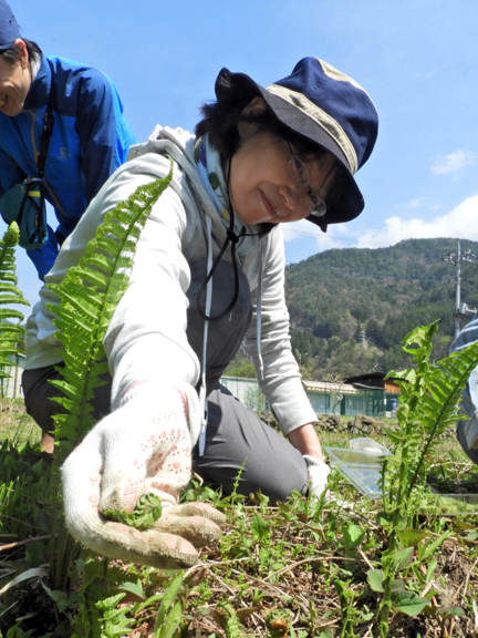 山菜採り