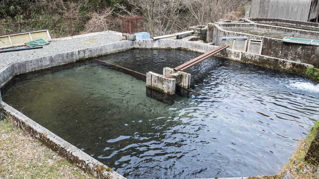 *【屋外施設/山女魚の養殖場】時間をかけて大切に育てられた山女魚