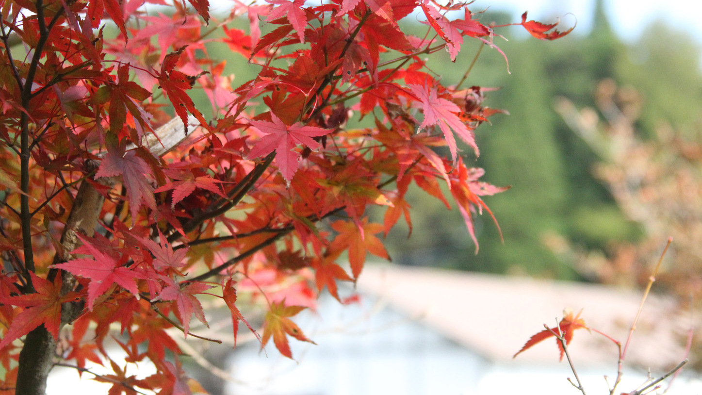 *【周辺】秋の紅葉