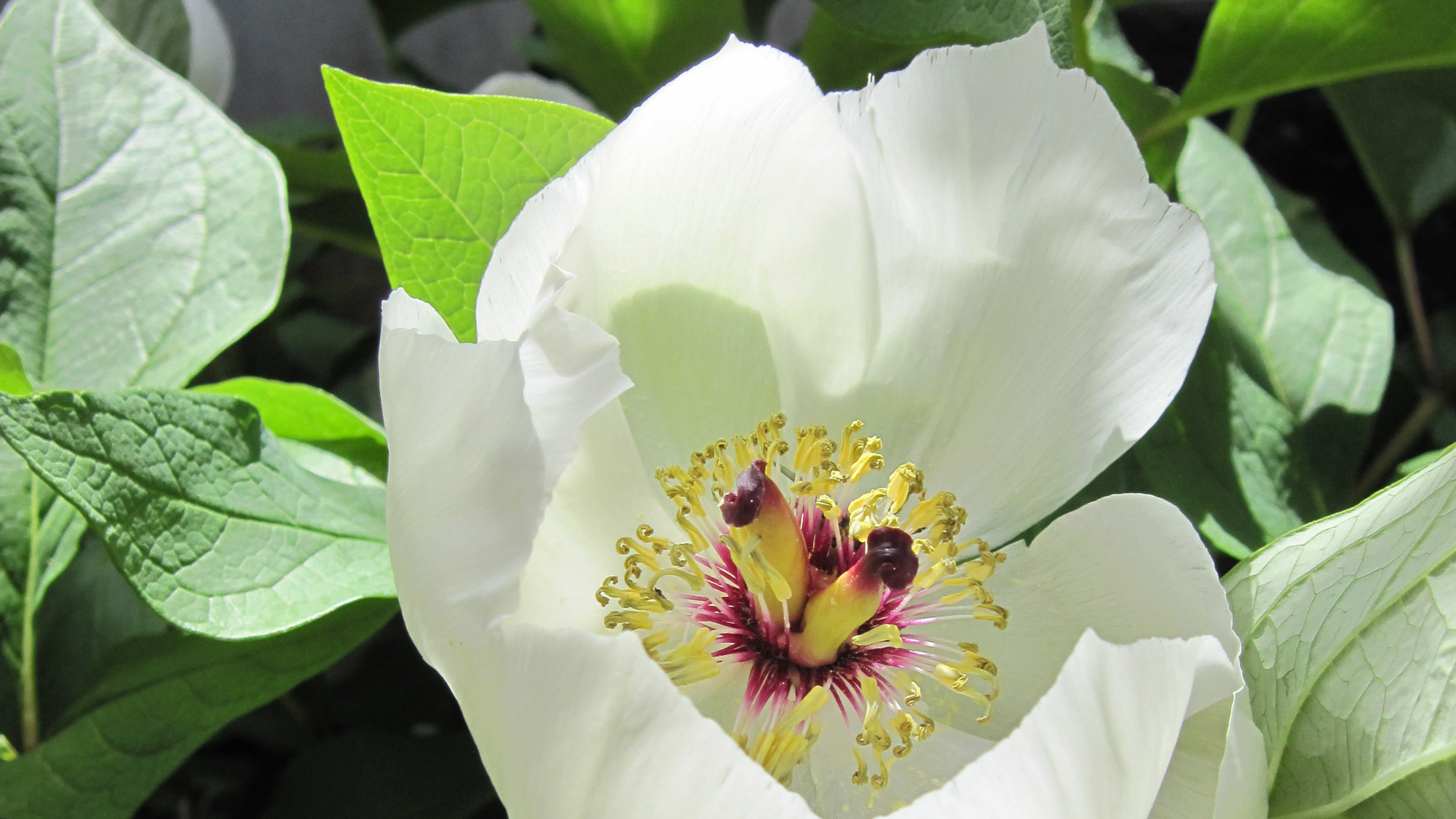 Yamameso Image 5, Yatsushiro, Japan