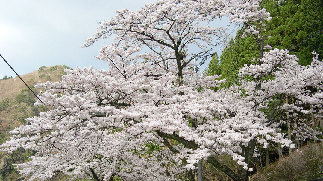 *【周辺】桜