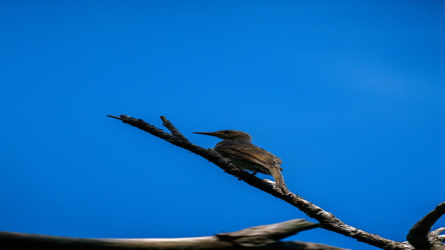野鳥もよく飛んできます