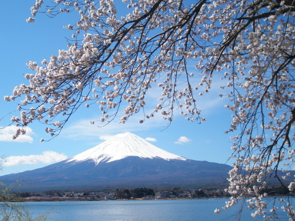 戸沢センターからの桜と富士山と河口湖