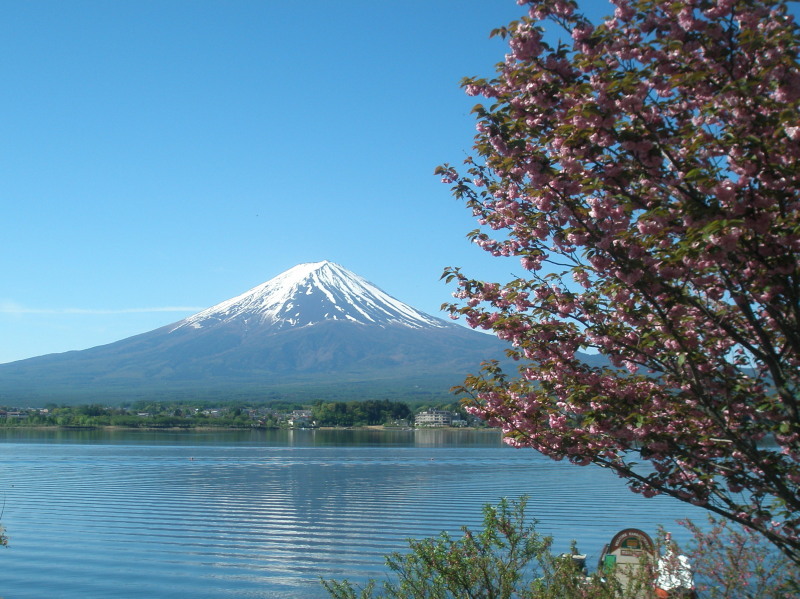 八重桜と富士山と河口湖