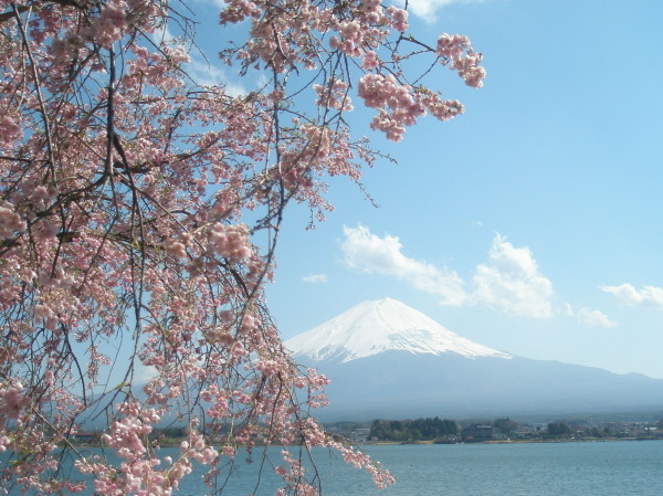 桜と富士山と河口湖、その３