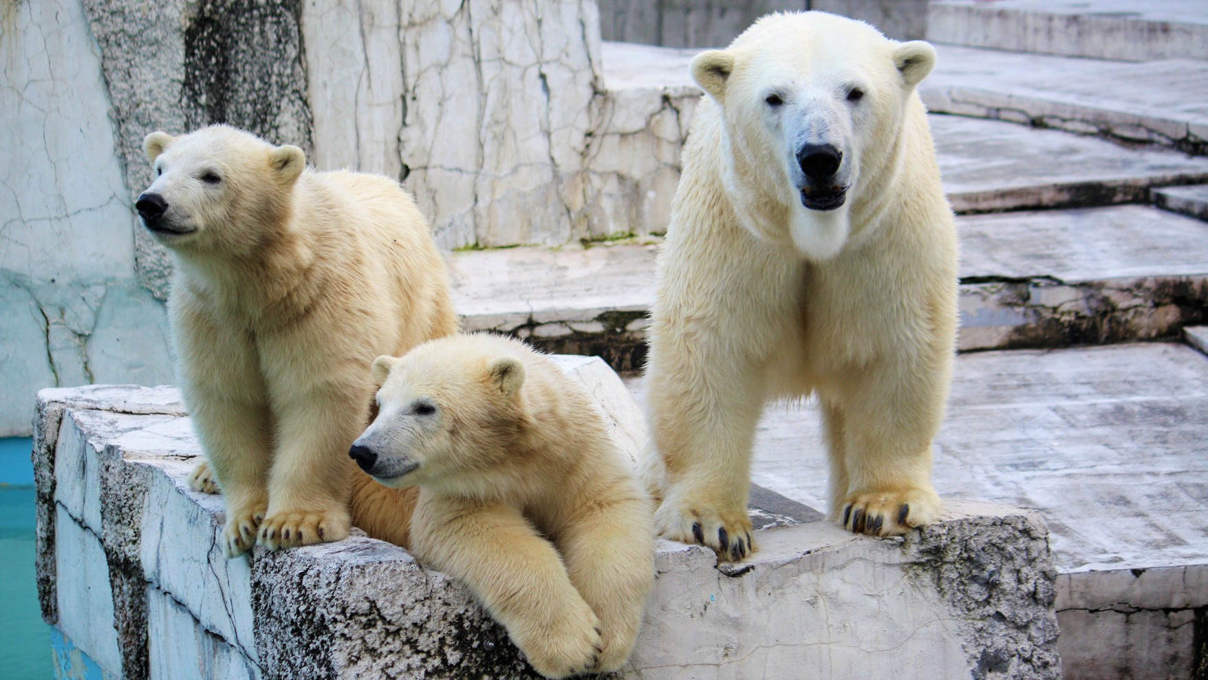 札幌市円山動物園