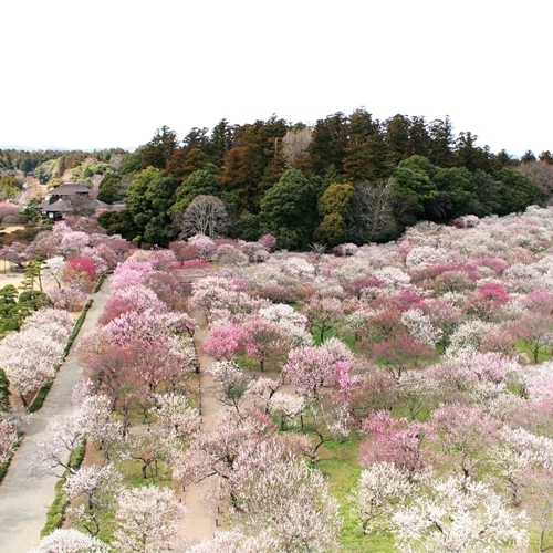 日本三名園の偕楽園