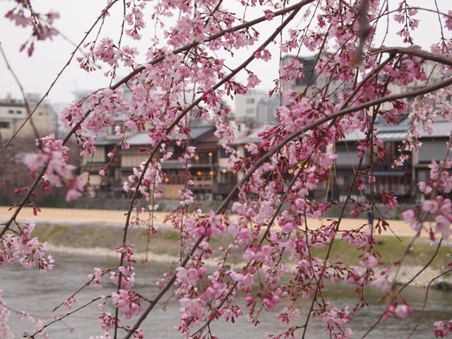 桜(鴨川)