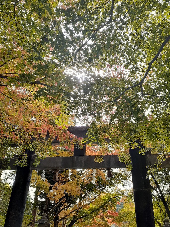 大原野神社2秋