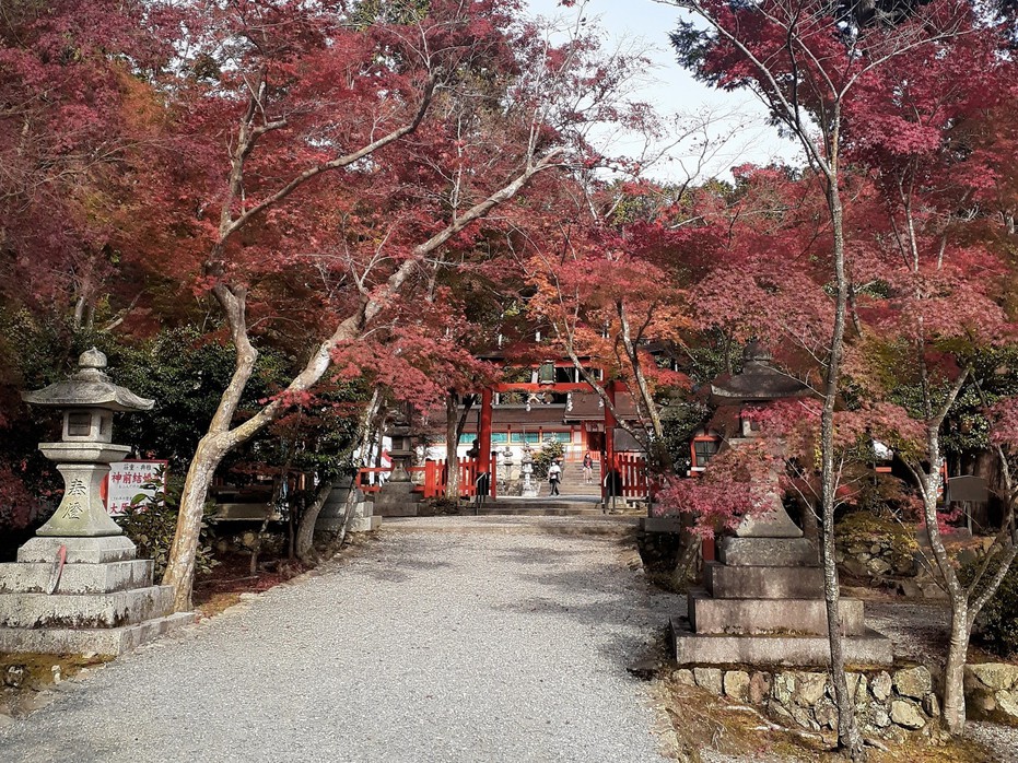 大原野神社4秋
