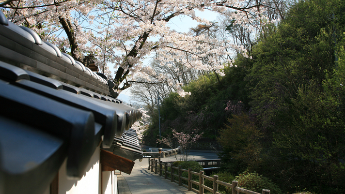 信州の青空と咲き乱れる桜に包まれる、登録有形文化財の宿花屋
