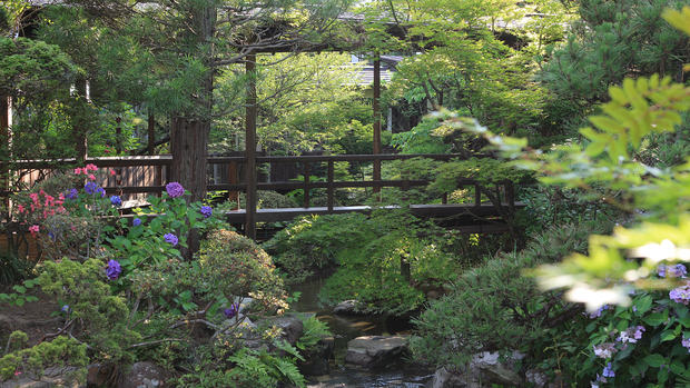 6月から7月紫陽花と青葉が美しい庭園