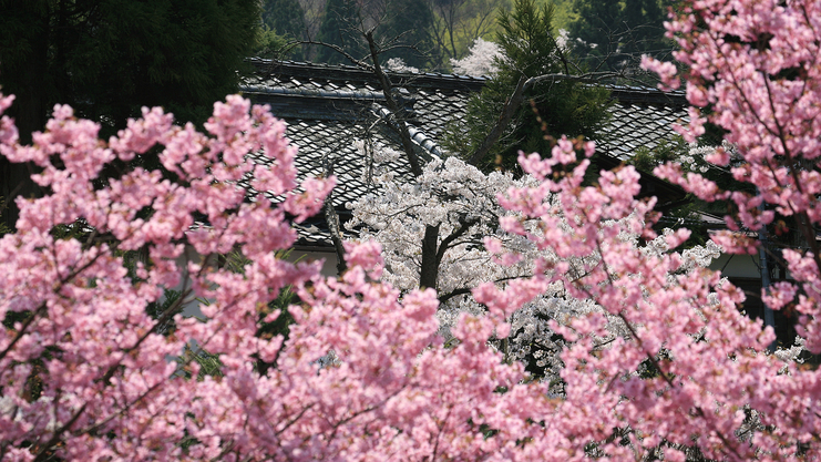 たくさんの桜に囲まれる花屋の風光明媚な世界