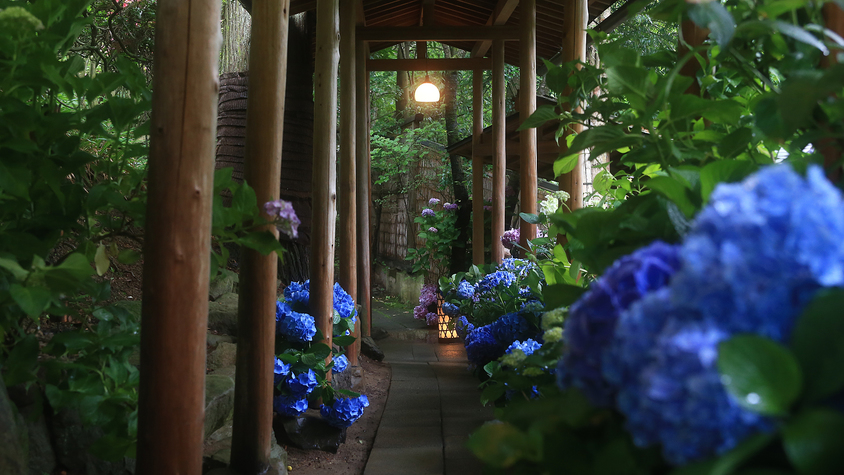 6月から7月は紫陽花の回廊さながらの見事な情景を見られます