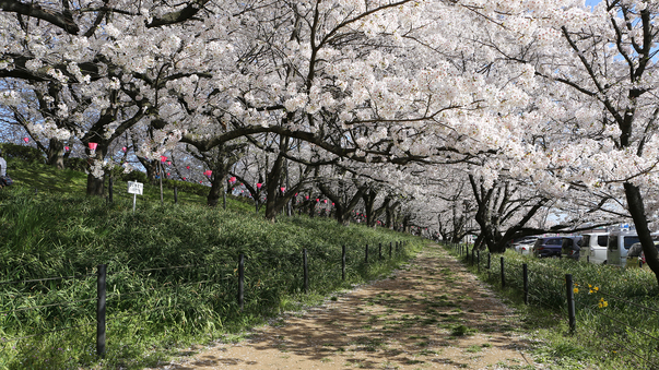 【周辺観光】幸手権現堂の桜