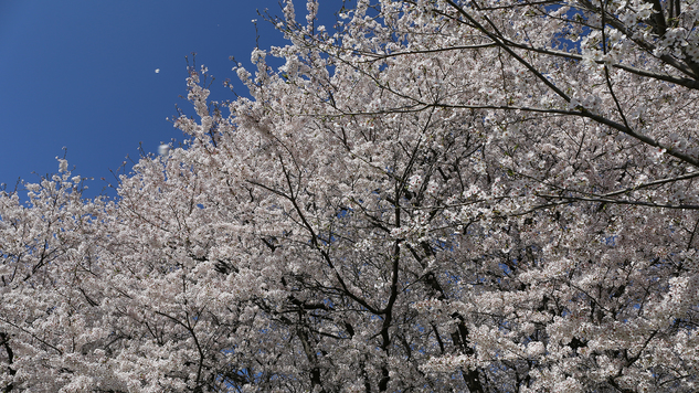 【周辺観光】幸手権現堂の桜