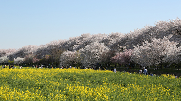 【周辺観光】幸手権現堂の桜