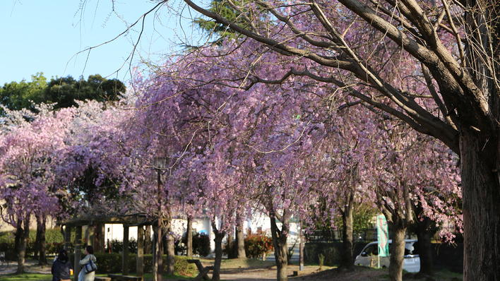 【周辺観光】太田公園の桜