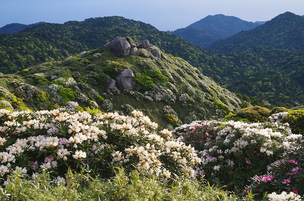 永田岳周辺の石楠花