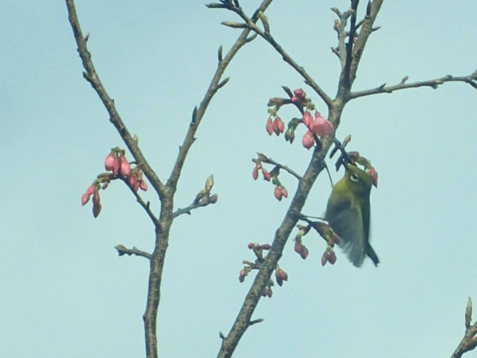 緋寒桜と冬鳥