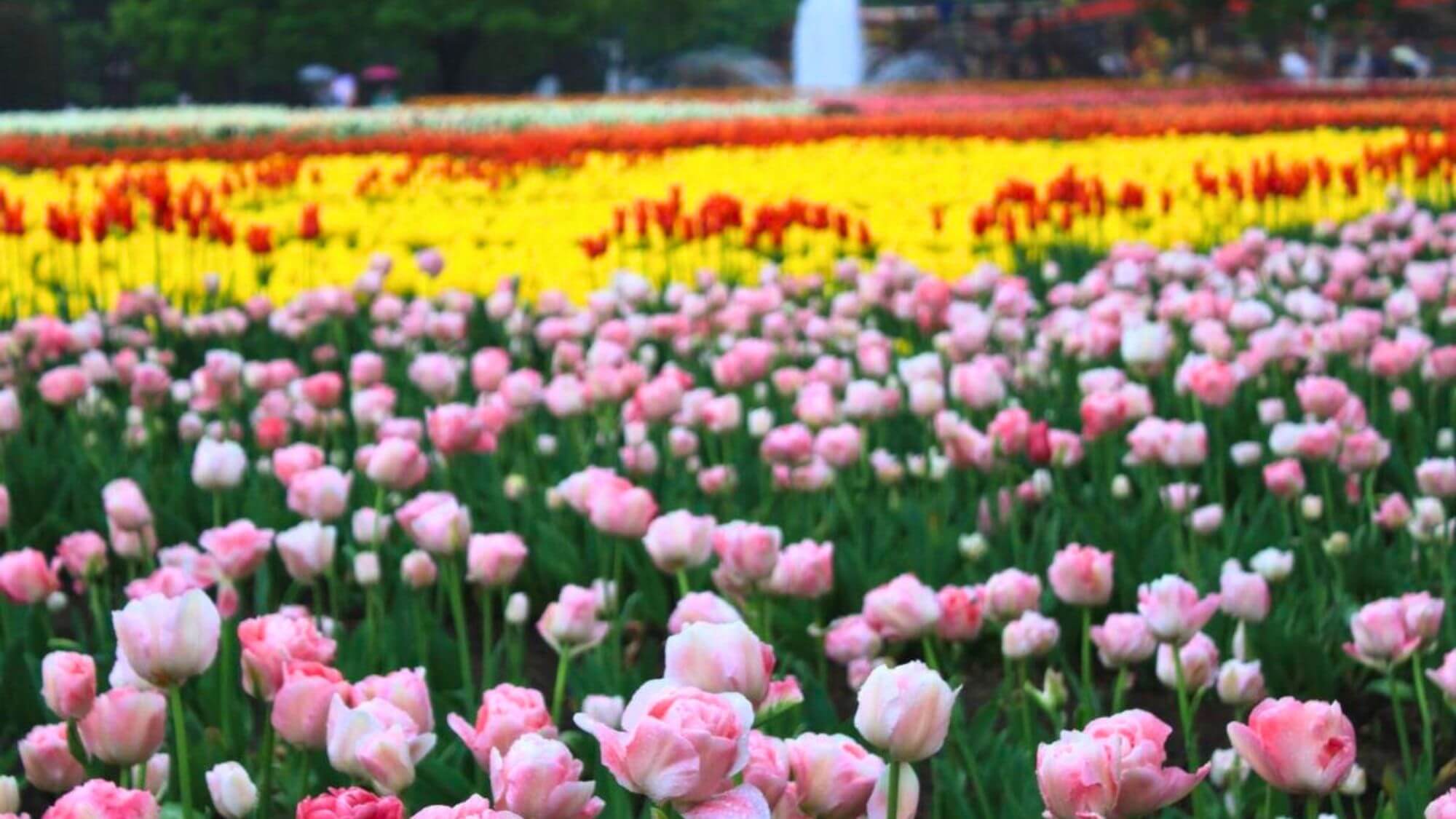 【となみチューリップフェア】300品種300万本が咲きそろう、日本一の規模のチューリップの祭典です。
