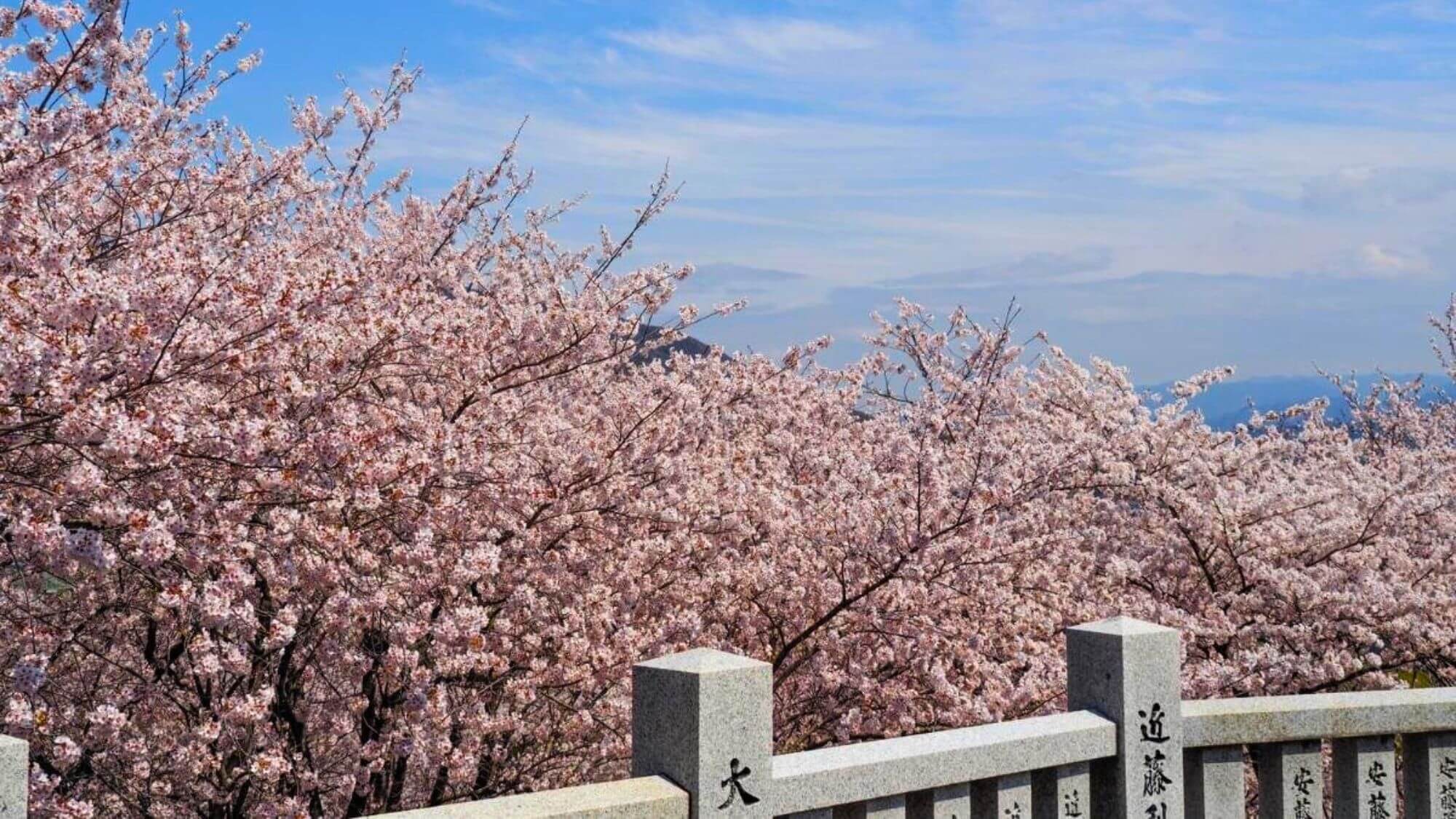 【朝日山公園】あさひやよりお車で10分。約170本のソメイヨシノが咲き誇る桜の名所としても有名です。