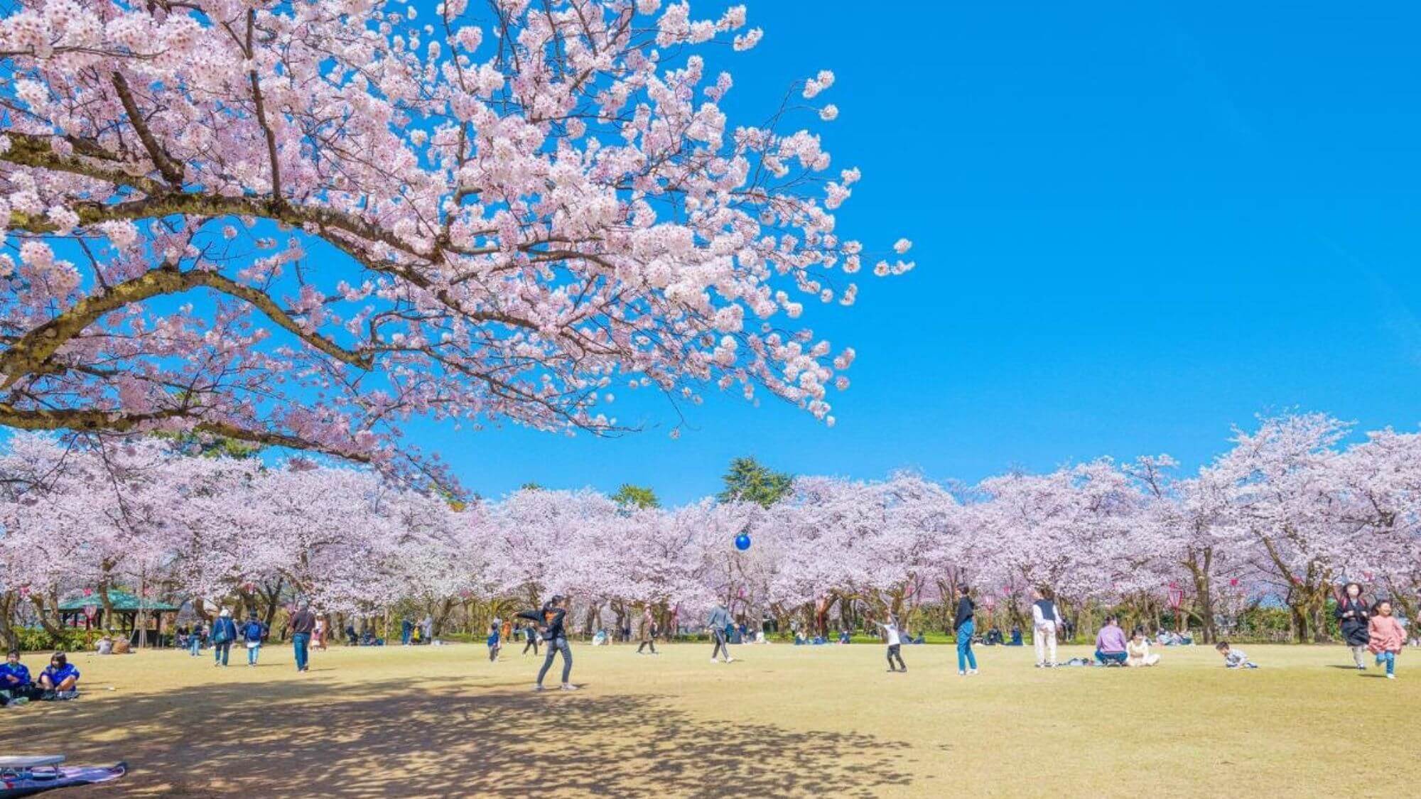 【高岡古城公園】桜の名所とも知られる高岡城跡には、美しい水堀や土塁が残されています。