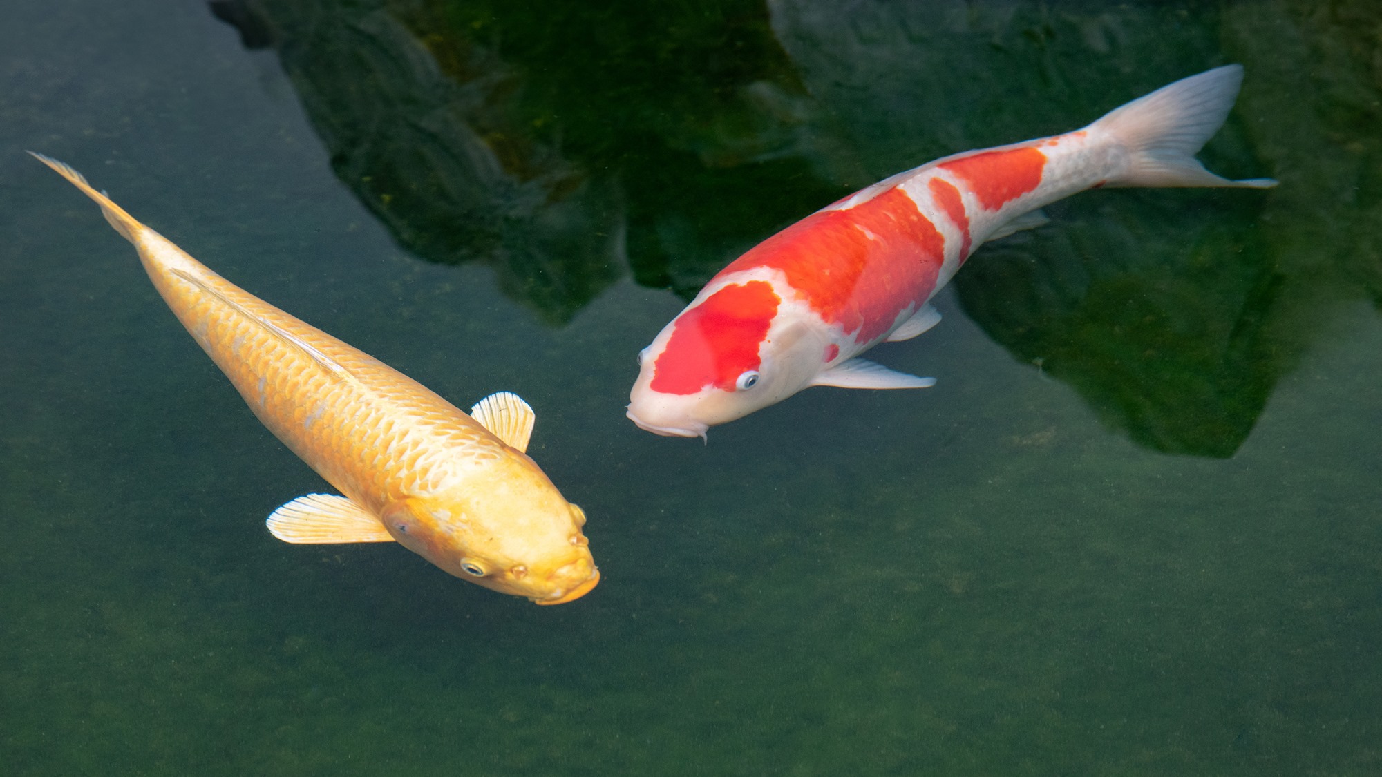*【鯉】鯉も一緒にお出迎え♪