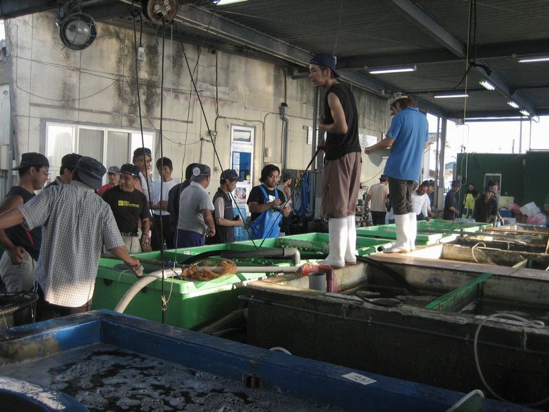 威勢のいい声が早朝から飛び交う柳漁港の競り市場