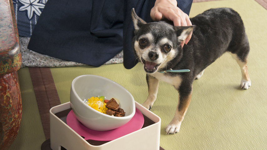 食事わんこ用ごはん