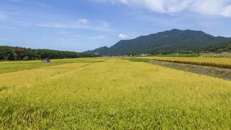 黄金色の田んぼと弥彦山