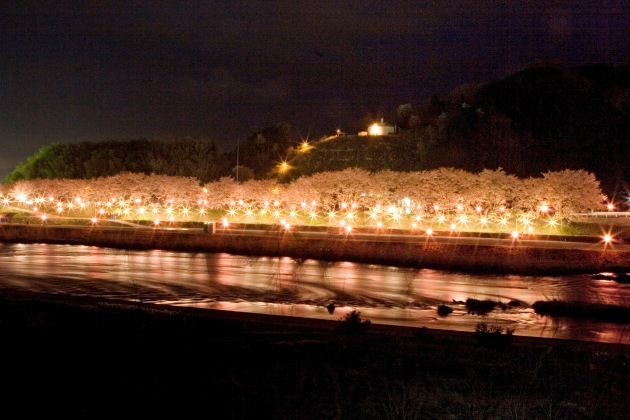 【桜のトンネル（夜桜）】当館の目の前に流れる旭川の対岸で綺麗なライトアップが見られます。