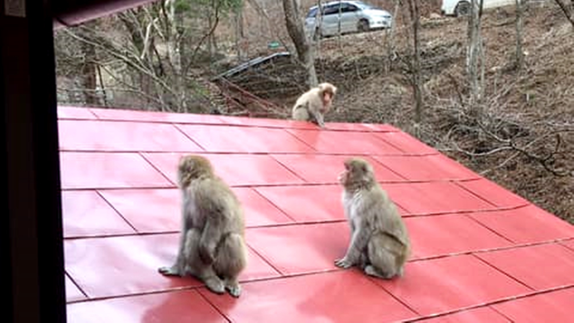 *サルなどの野生動物にも出会える！