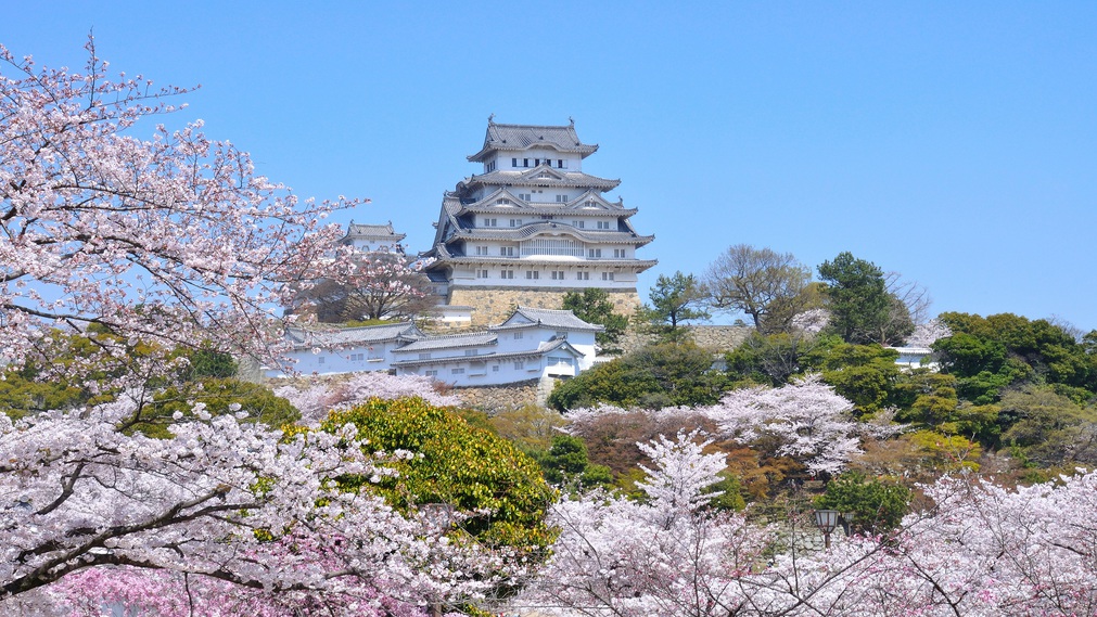 【姫路城】春姫路城と桜
