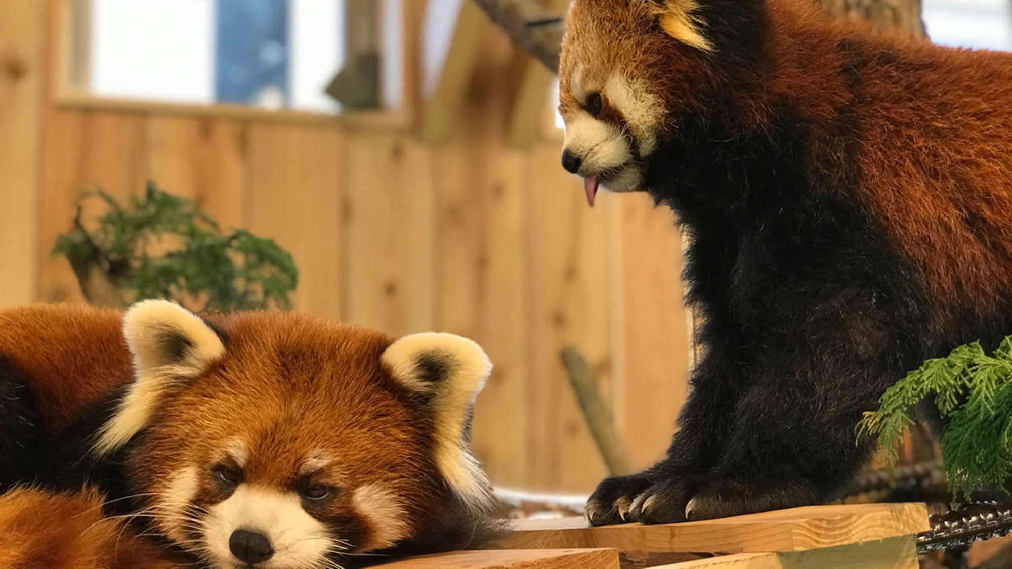 【伊豆シャボテン動物公園】レッサーパンダの「こなつとよもぎ」です！
