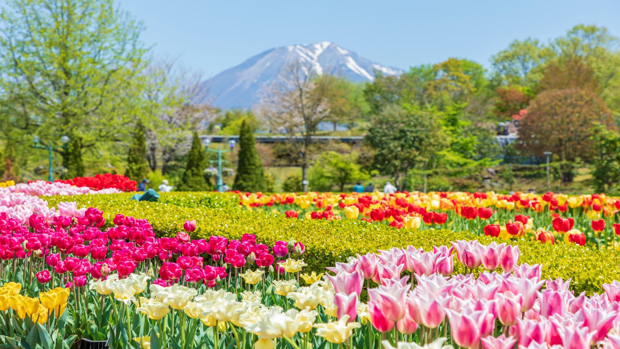 鳥取県立フラワーパーク とっとり花回廊