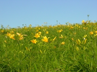 ニッコウキスゲ