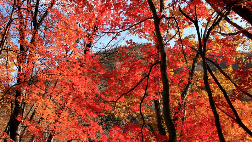 歴史ロマンと情緒溢れる。。。美しすぎる絶景の紅葉露天風呂を贅沢に味わう極上の時感（じかん）。。。