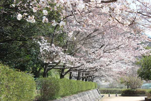 【春】当館周辺の白馬公園