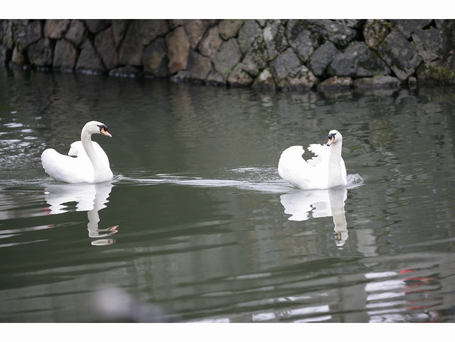 倉敷川の白鳥